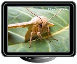 large tan moth
