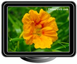 nasturtium orange flower