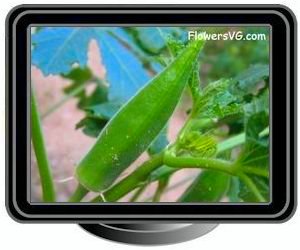 okra medium
