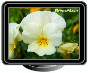 pansy yellow white