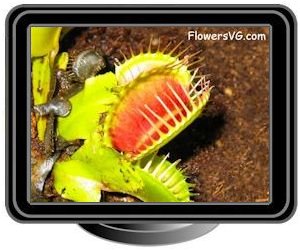 venus fly trap