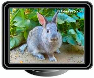 grey rabbit