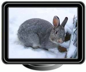 pet grey rabbit