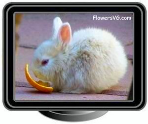small cute white baby bunny rabbit