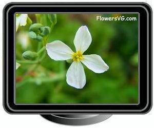 white radish blossom