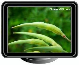 radish seed pods