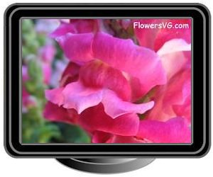 snapdragon dark pink