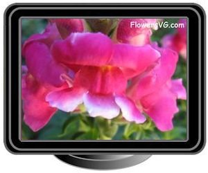 snap dragon dark pink