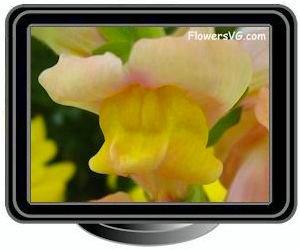 snapdragon peach yellow