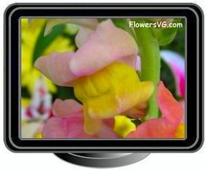 snapdragon peach yellow