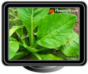 spinach mustard plant leaves