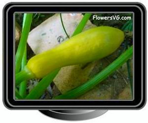 squash large