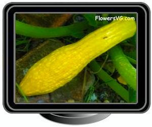 squash large