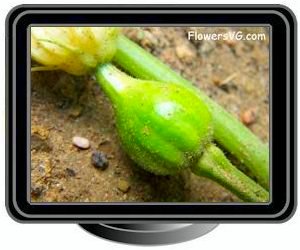 acorn squash