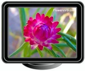 dark pink strawflower