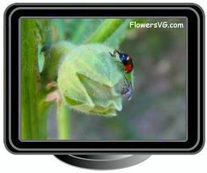 hollyhock weevil bug