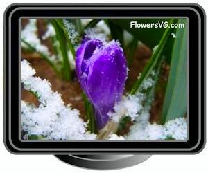 winter crocus flower with snow