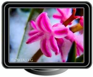 winter snow hyacinth