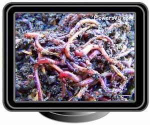 red wigglers earth worms