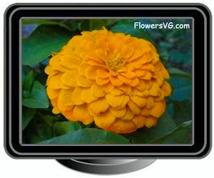 zinnia yellow
