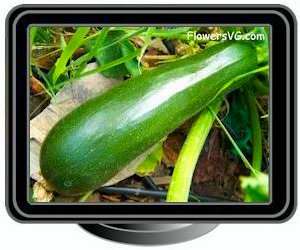 green zucchini