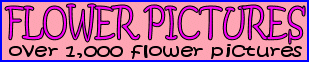 over 1,000 flower pictures