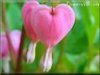 pictures of bleeding heart flowers