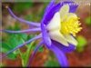 pictures of columbine flowers