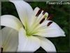 pictures of lily flowers