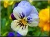 pictures of pansy flowers