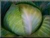 pictures of garden cabbage plants
