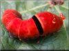 pictures of garden caterpillars