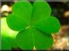 pictures of green clover plants