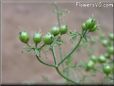 cilantro seeds pictures