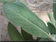  sage