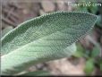  sage