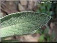  sage