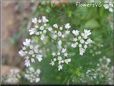 cilantro blossom flower