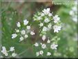 cilantro blossom flower