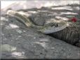 garden snake