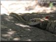 garden snake