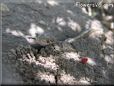 garden snake
