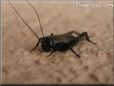 black cricket