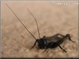 black cricket