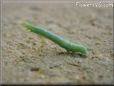 small green inchworm caterpillar