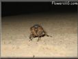 cicada bug