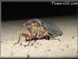 cicada