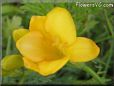 freesia flower picture