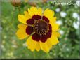 coreopsis daisy flower