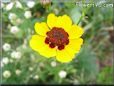 coreopsis daisy flower